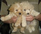 Click to view classifieds TUUJESOP