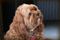 Click to view classifieds XDMGNGOK
