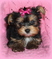 Click to view classifieds AEYJYTTN