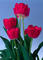 Click to view classifieds ZTLDJAXU