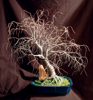 Hickory in Blue Base - Bonsai Wire Tree Sculpture