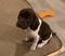 Click to view classifieds SPXRATJE
