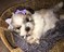 Click to view classifieds SGSNVNAB