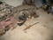 Click to view classifieds OUZNHPOC