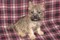 Click to view classifieds FMVPORON