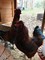 Click to view classifieds ABATEFPM
