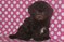 Click to view classifieds OLGCTBEL