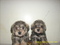 Click to view classifieds RBRXXNET