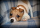 Click to view classifieds HCMPWZKZ