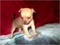 Click to view classifieds PASPBUOW