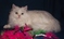 Click to view classifieds GOEYBXDW