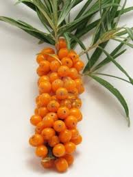 Sea buckthorn oil for hair