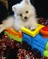Click to view classifieds GTETOOSH