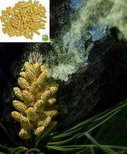 PINE POLLEN