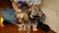 Click to view classifieds CHOMSWCH