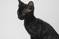 Click to view classifieds CYVOLOAD