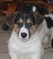 Click to view classifieds PCGCBBSN