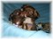 Click to view classifieds APOYBPOD
