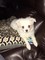 Click to view classifieds ZFCHGCHB