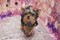 Click to view classifieds FEDYRUOD