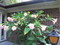 Click to view classifieds ZCTFHORU