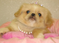 Click to view classifieds JDBBYDZJ