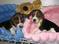 Click to view classifieds VHESEHRB