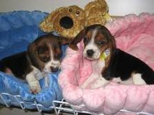 beagle puppies
