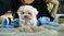 Click to view classifieds YLPPCBGS