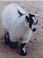 Click to view classifieds PONRSGCZ