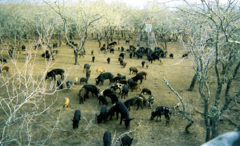 BBQ On The Hoof