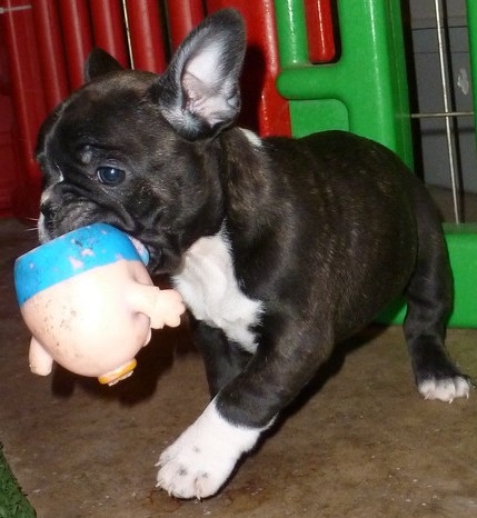 beautiful french bulldog