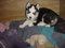 Click to view classifieds ZKZHSFMB