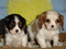 Click to view classifieds NOOZKGVP