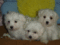 Click to view classifieds HHRXYGZL