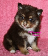 Chocolate male with Cream points