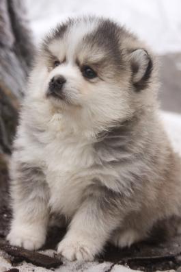 POMSKY