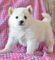 Click to view classifieds PJBUYKZB