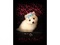 Click to view classifieds XCATCKUH