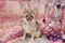 Click to view classifieds CBKKHDZF