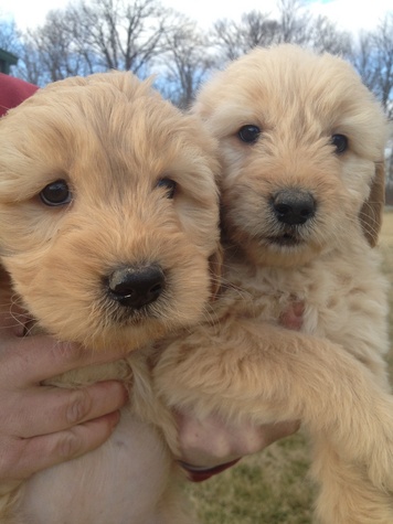 Fluff & Fluffier