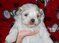 Click to view classifieds ZVCYSDBR