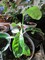 Click to view classifieds PHODKVSC