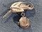 Click to view classifieds PSKOPEZJ