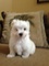Click to view classifieds PFSQDQCA