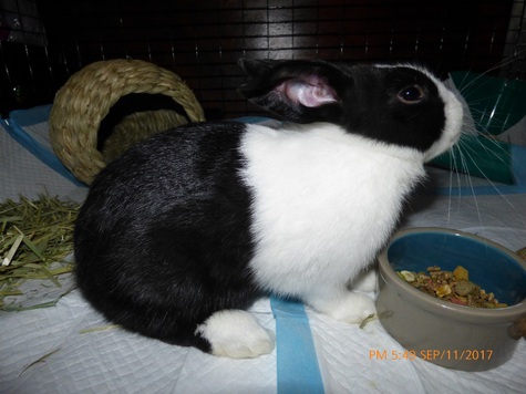 pet rabbit