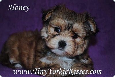 Morkie Puppy for Sale in California