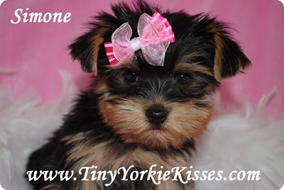 yorkie puppies for sale in california teacup and size yorkie puppies for sale in northern ca for sale breeds picture yorkie puppies for sale in california teacup and size yorkie puppies for sale in northern ca for sale breeds picture