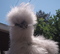 Click to view classifieds WRTNETYU