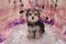 Click to view classifieds AZDULBGC